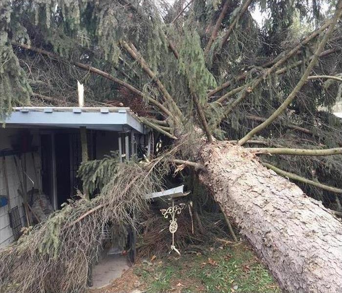 Large tree blown over onto patio area