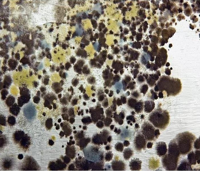 mold colonies on a wall