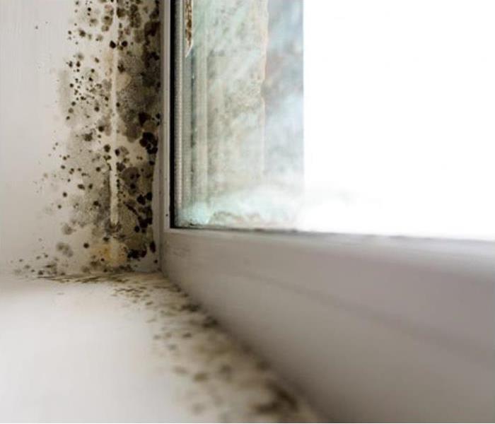 Mold growth next to a window